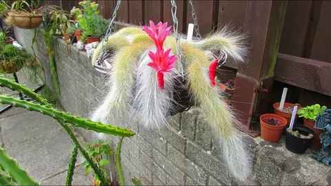 Monkey Tail Cactus