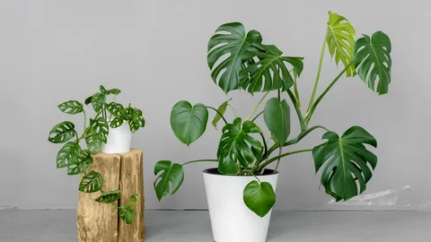 Monstera Obliqua