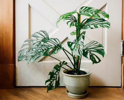 Monstera Obliqua