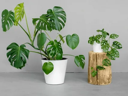 Monstera Obliqua