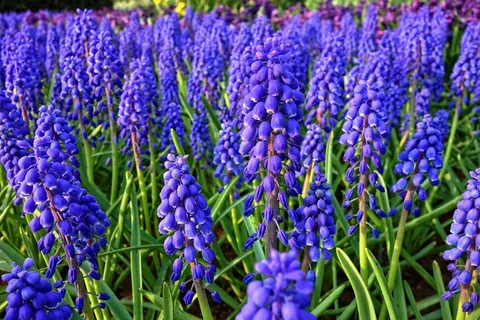 Muscari