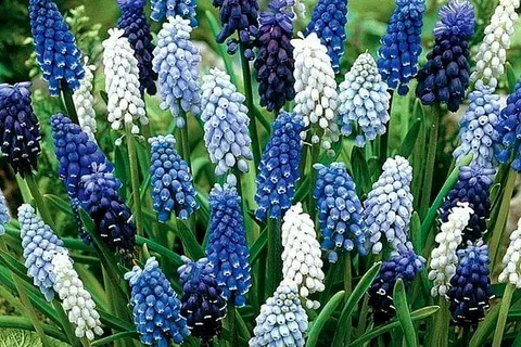 Muscari