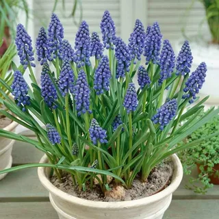 Muscari