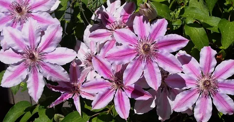 Nelly Moser Clematis