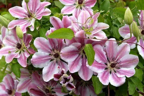 Nelly Moser Clematis