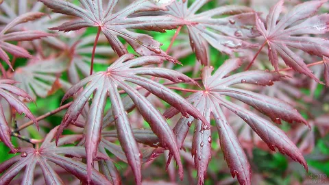 Palmatum Butterfly