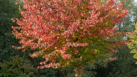 Parrotia Persica Vanessa