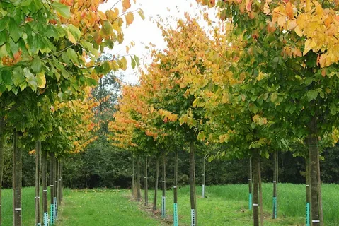 Parrotia Persica Vanessa