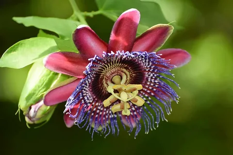 Passiflora Red Passion