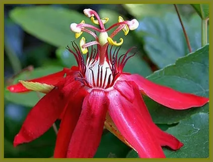 Passiflora Red Passion