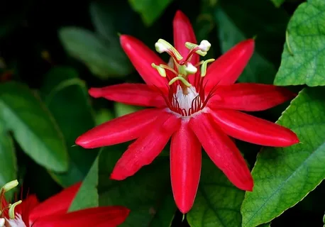 Passiflora Red Passion