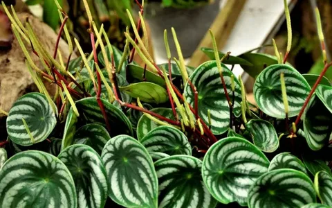 Peperomia Esmeralda