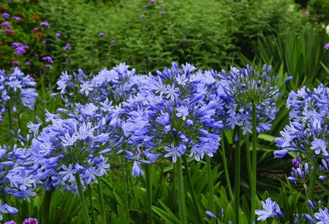 Peter Pan Agapanthus