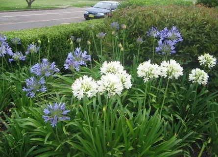 Peter Pan Agapanthus