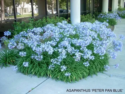 Peter Pan Agapanthus