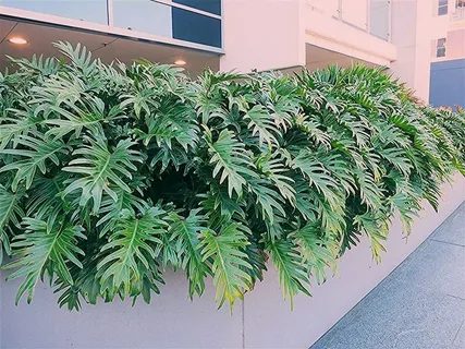 Philodendron Xanadu