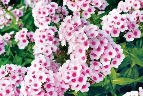 Phlox P Flame Pro Cerise