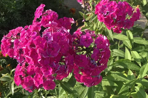 Phlox P Flame Pro Cerise