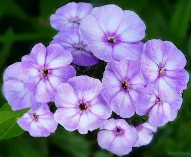 Phlox P Flame Pro Cerise