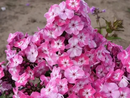 Phlox P Flame Pro Cerise