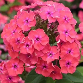 Phlox P Flame Pro Cerise