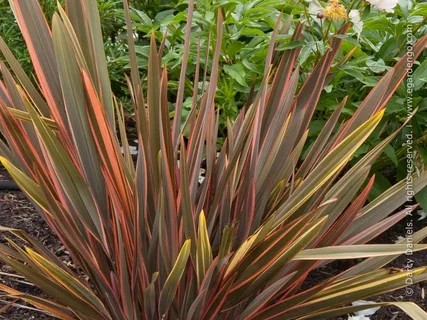 Phormium Emerald Gem