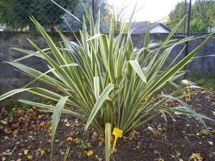 Phormium Emerald Gem