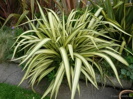 Phormium Emerald Gem