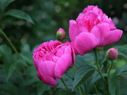 Pink Peony