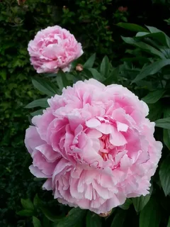 Pink Peony