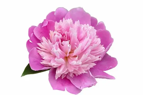 Pink Peony