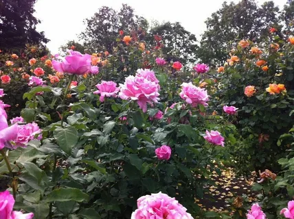 Pink Tea Roses