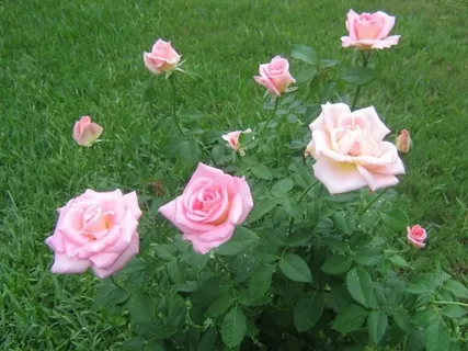 Pink Tea Roses