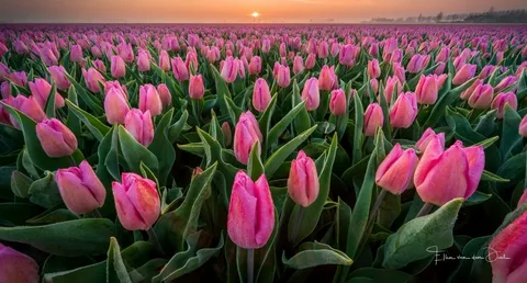 Pink Tulips