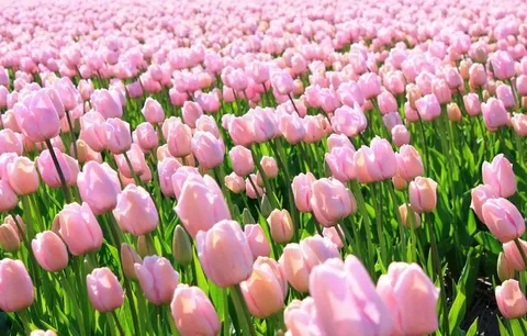 Pink Tulips