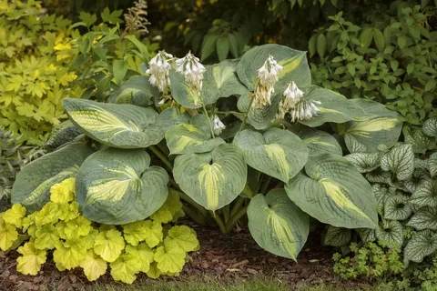 Plants and In Hudson Bay