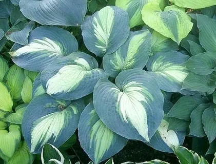 Plants and In Hudson Bay