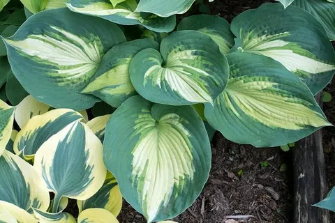 Plants and In Hudson Bay