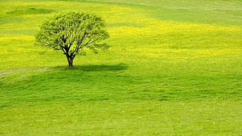 Prato Verde Old Pine