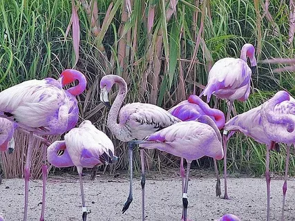 Purple Flamingo Celos