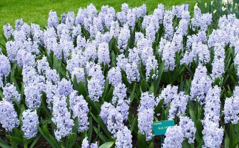 Purple Hyacinth and Amaryllis