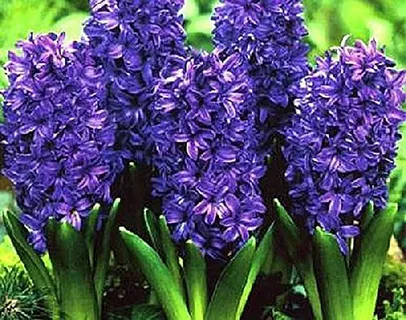 Purple Hyacinth and Amaryllis