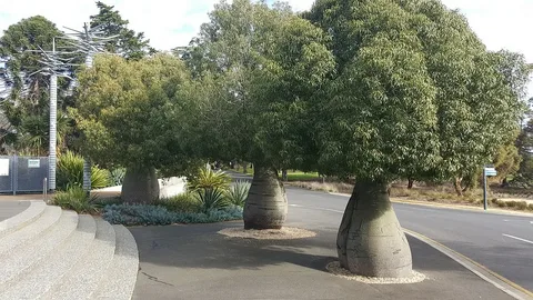 Queensland Bottle Tree