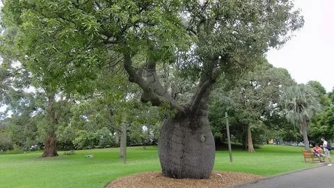 Queensland Bottle Tree