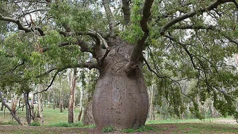 Queensland Bottle Tree