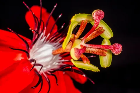 Red Passion Flower