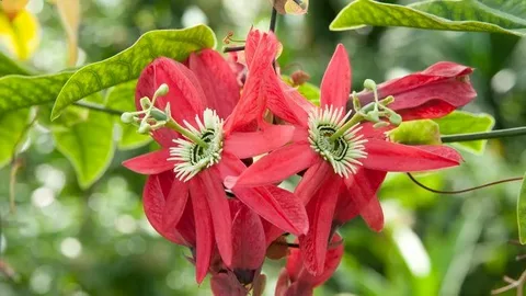 Red Passion Flower