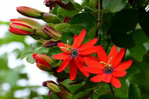 Red Passion Flower