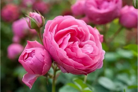 Rose HybridPink