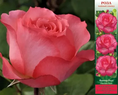 Rose HybridPink